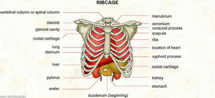 Ribcage  (Visual Dictionary)